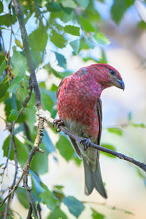 Pine grosbeak / Łuskowiec