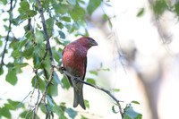 Pine grosbeak / Łuskowiec
