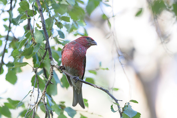 Pine grosbeak / Łuskowiec
