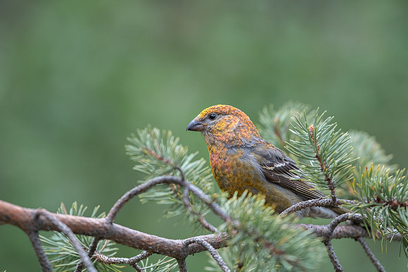 Pine grosbeak / Łuskowiec