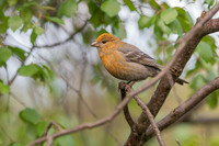 Pine grosbeak / Łuskowiec