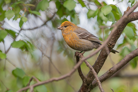 Pine grosbeak / Łuskowiec