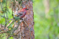 Pine grosbeak / Łuskowiec