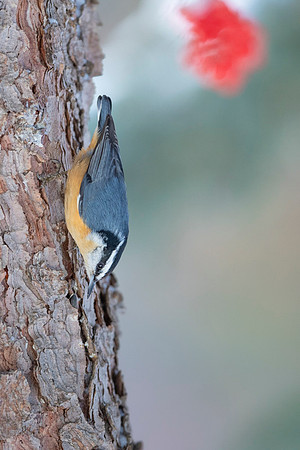 Red-breasted Nuthatch