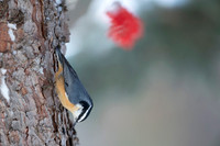 Red-breasted Nuthatch