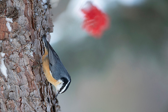 Red-breasted Nuthatch