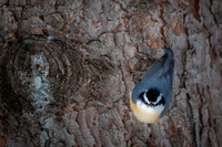 Red-breasted Nuthatch