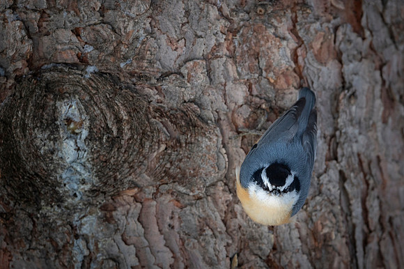 Red-breasted Nuthatch