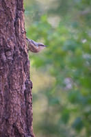 Red-breasted Nuthatch