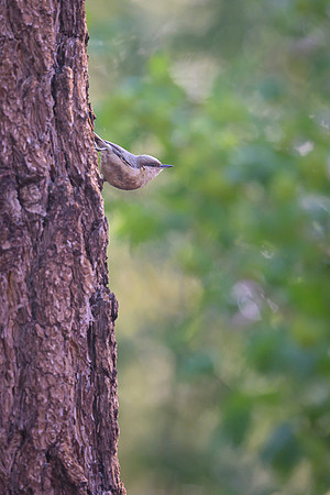 Red-breasted Nuthatch