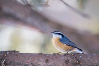 Red-breasted Nuthatch