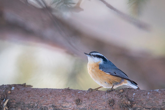 Red-breasted Nuthatch
