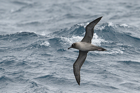 Light-mentled Albatross