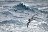 Light-mentled Albatross