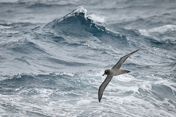 Light-mentled Albatross