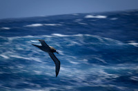 Light-mentled Albatross