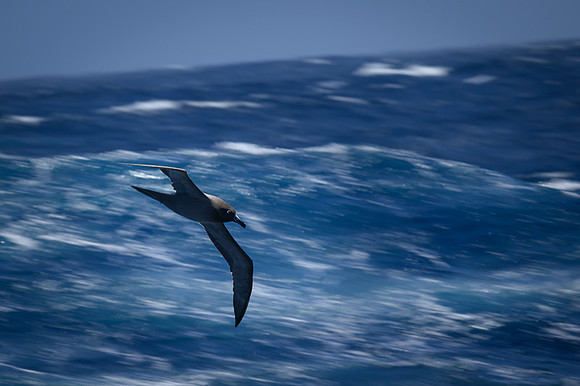 Light-mentled Albatross