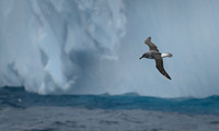 Light-mentled Albatross