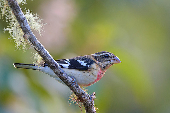 Rose Breasted Grosbeak