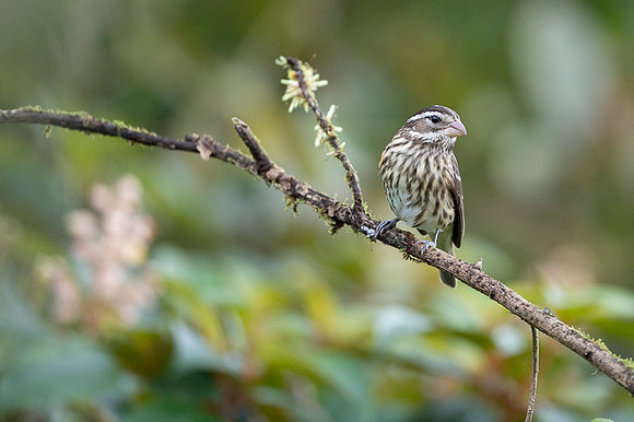 Rose Breasted Grosbeak