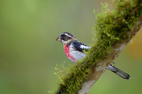 Rose Breasted Grosbeak