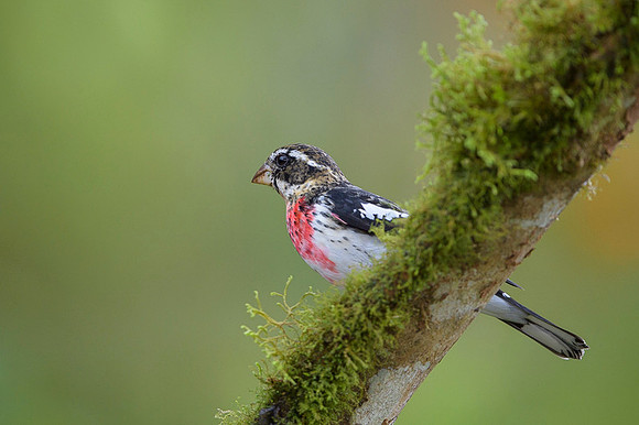 Rose Breasted Grosbeak