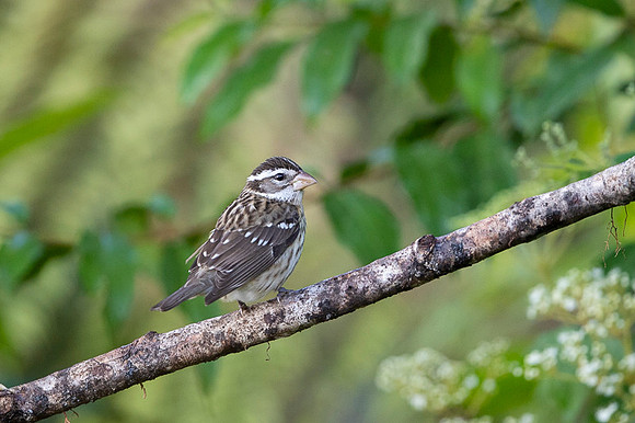 Rose Breasted Grosbeak