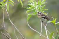Rose Breasted Grosbeak