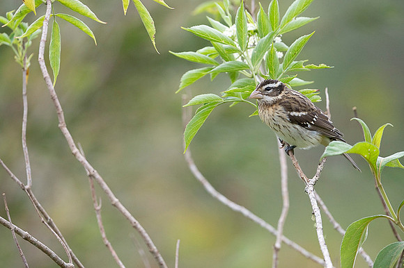 Rose Breasted Grosbeak