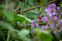 Rose Breasted Grosbeak