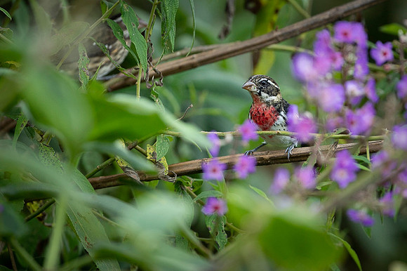 Rose Breasted Grosbeak