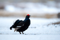 Black Grouse / Cietrzew