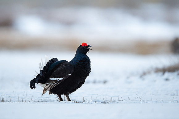 Black Grouse / Cietrzew