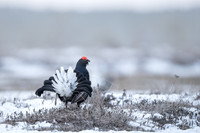 Black Grouse / Cietrzew