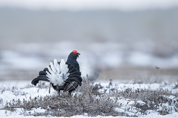 Black Grouse / Cietrzew