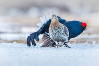 Black Grouse / Cietrzew