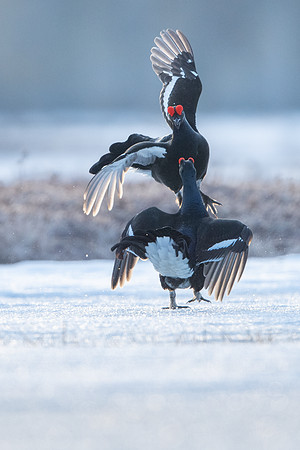 Black Grouse / Cietrzew