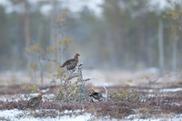 Black Grouse / Cietrzew