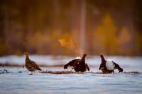 Black Grouse / Cietrzew