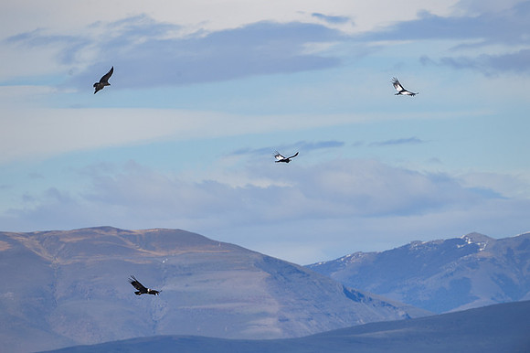 Andean Condor