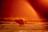 Black Grouse / Cietrzew