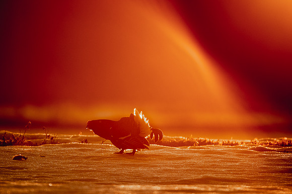 Black Grouse / Cietrzew
