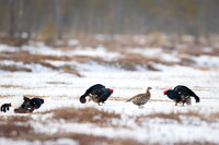 Black Grouse / Cietrzew