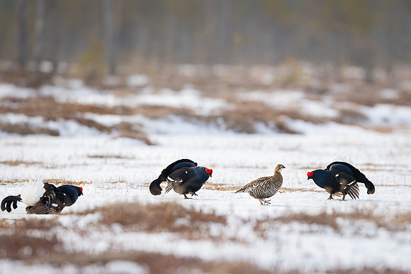 Black Grouse / Cietrzew