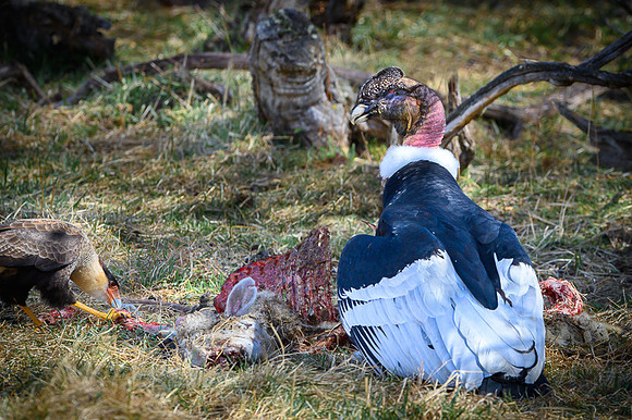 Andean Condor
