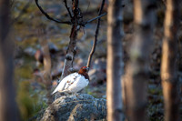 Willow Grouse / Padwa mszarna