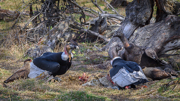 Andean Condor