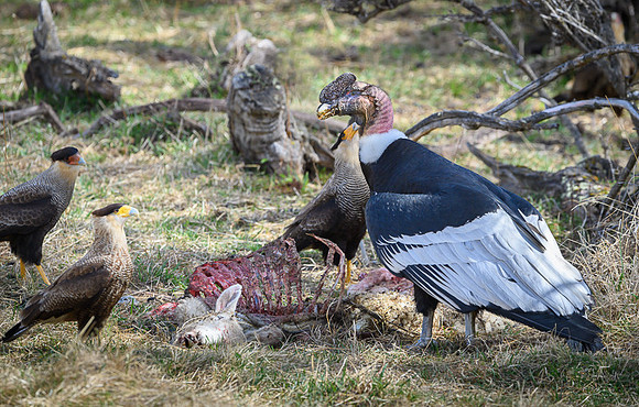 Andean Condor