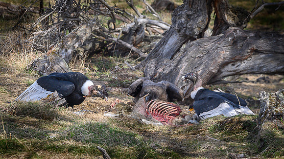 Andean Condor