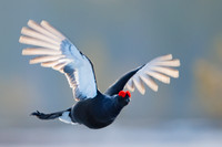 Black Grouse / Cietrzew